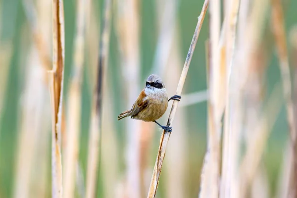 Pássaro Bonito Cana Fundo Natureza Lago Eurásia Penduline Tit Pêndulo — Fotografia de Stock