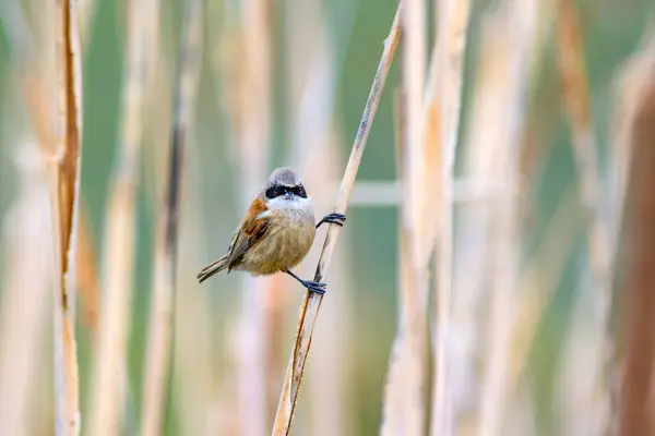 Netter Vogel Auf Schilf See Natur Hintergrund Eurasische Pendelmeise Remiz — Stockfoto