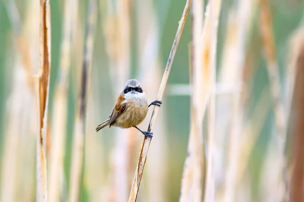 Pássaro Bonito Cana Fundo Natureza Lago Eurásia Penduline Tit Pêndulo — Fotografia de Stock