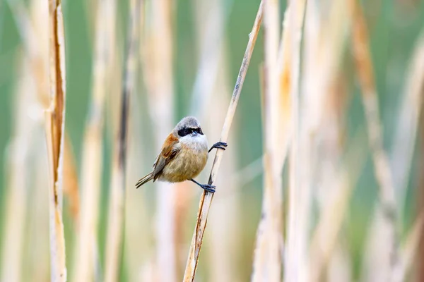 Söt Fågel Vass Sjö Natur Bakgrund Eurasiska Penduline Tit Remiz — Stockfoto