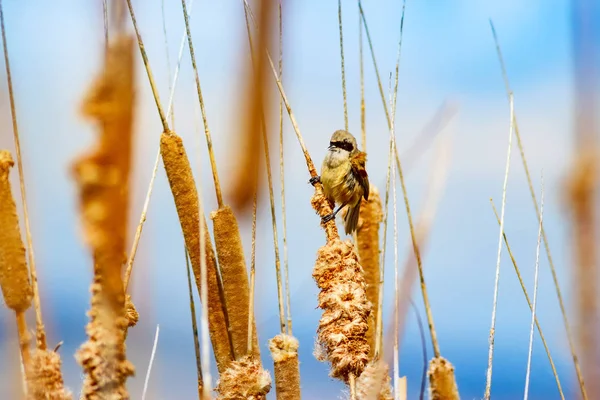 リードのかわいい鳥 湖の自然の背景 ユーラシア ペンデュリン ティット レミズ ペンデュリヌス — ストック写真