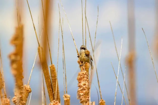 Söt Fågel Vass Sjö Natur Bakgrund Eurasiska Penduline Tit Remiz — Stockfoto