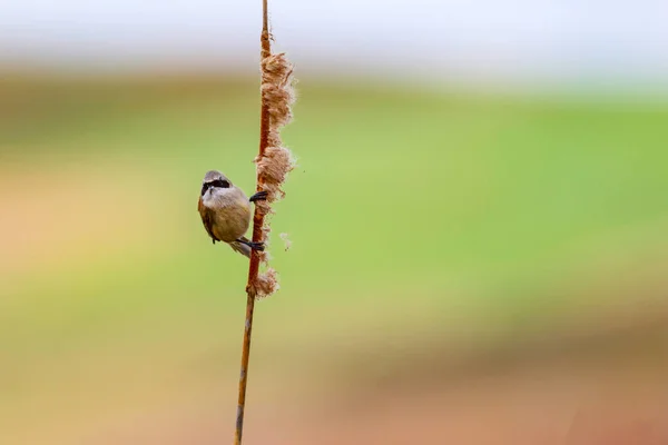 Cute Bird Reed Lake Nature Background Eurasian Penduline Tit Remiz — Stock Photo, Image
