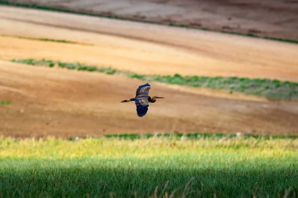 Nature and bird. Colorful nature background. Bird: Purple Heron. Ardea purpurea.