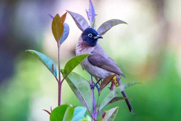 Cute bird White spectacled Bulbul. Nature backgound. Pycnonotus xanthopygos.