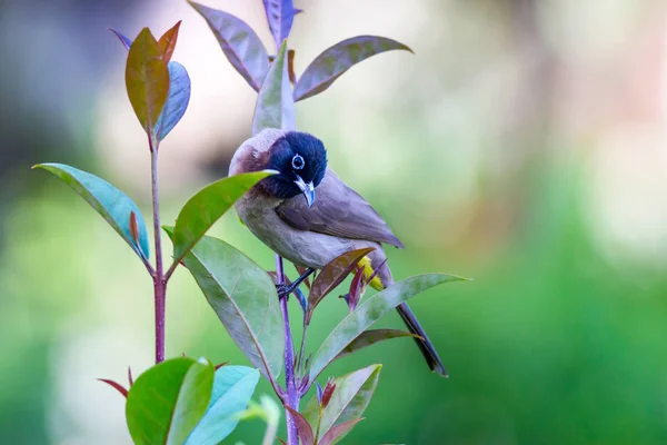 Mignon Oiseau Blanc Bulbul Lunettes Retour Sur Nature Pycnonotus Xanthopygos — Photo