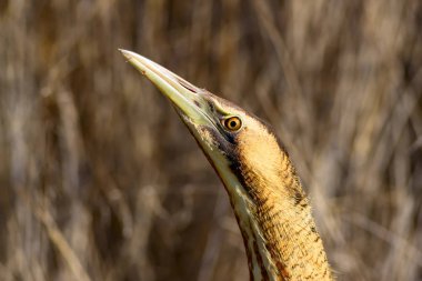Doğa ve kuş. Kuş: Avrasya Bittern. Botaurus stellaris. Sarı kahverengi habitat arka plan. 