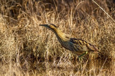 Doğa ve kuş. Kuş: Avrasya Bittern. Botaurus stellaris. Sarı kahverengi habitat arka plan. 