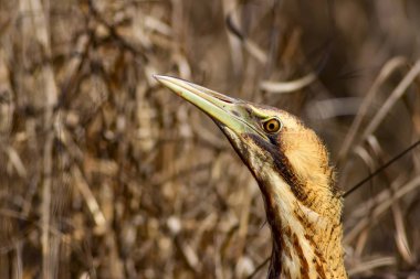 Doğa ve kuş. Kuş: Avrasya Bittern. Botaurus stellaris. Sarı kahverengi habitat arka plan. 