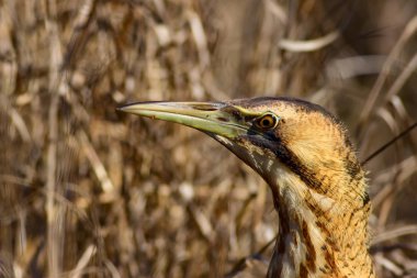 Doğa ve kuş. Kuş: Avrasya Bittern. Botaurus stellaris. Sarı kahverengi habitat arka plan. 