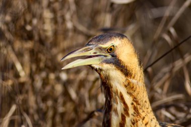Doğa ve kuş. Kuş: Avrasya Bittern. Botaurus stellaris. Sarı kahverengi habitat arka plan. 