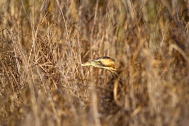 Doğa ve kuş. Kuş: Avrasya Bittern. Botaurus stellaris. Sarı kahverengi habitat arka plan. 