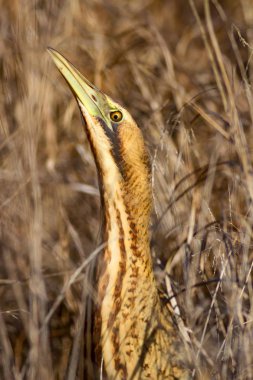 Doğa ve kuş. Kuş: Avrasya Bittern. Botaurus stellaris. Sarı kahverengi habitat arka plan. 