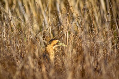 Doğa ve kuş. Kuş: Avrasya Bittern. Botaurus stellaris. Sarı kahverengi habitat arka plan. 