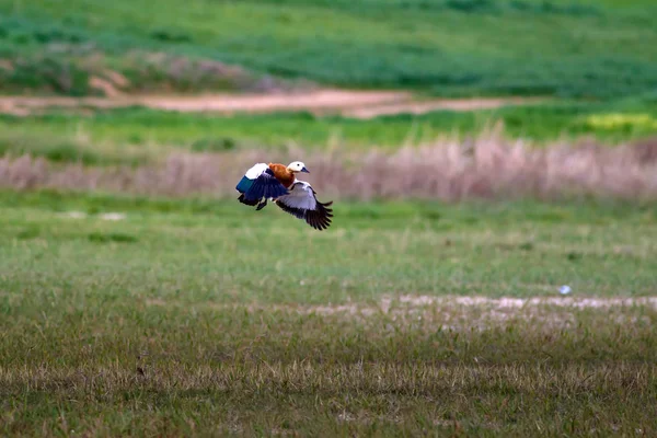 Létající Ruddy Shelkachna Přírodní Pozadí Pták Ruddy Shelkachna — Stock fotografie