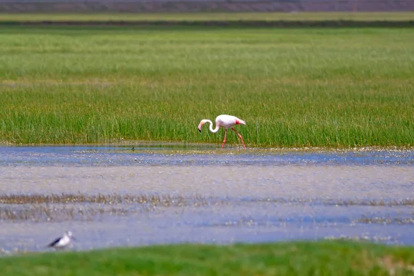 Nagy Flamingó Színes Természeti Háttér Madár Nagyobb Flamingó Rózsás Phoenicopterus — Stock Fotó