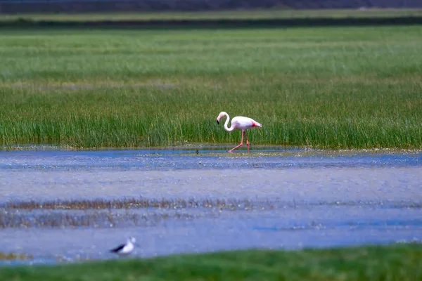 Gran Flamenco Fondo Colorido Naturaleza Bird Greater Flamingo Fenicóptero Rosado — Foto de Stock