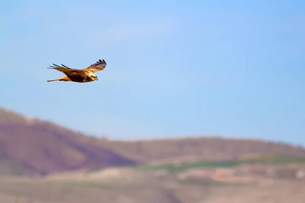 Pájaro Volador Pájaro Presa Fondo Naturaleza Bird Western Marsh Harrier — Foto de Stock