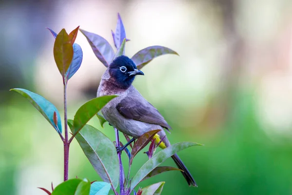 Mignon Oiseau Blanc Bulbul Lunettes Retour Sur Nature Pycnonotus Xanthopygos — Photo