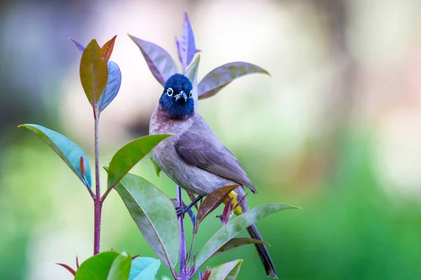 Cute Bird White Spectacled Bulbul Nature Backgound Pycnonotus Xanthopygos — Stock Photo, Image