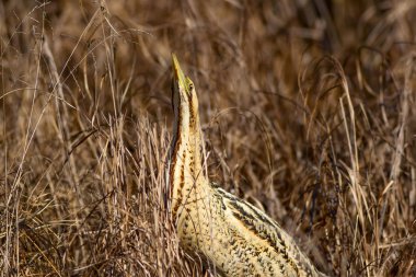 Doğa ve kuş. Kuş: Avrasya Bittern. Botaurus stellaris. Sarı kahverengi habitat arka plan. 