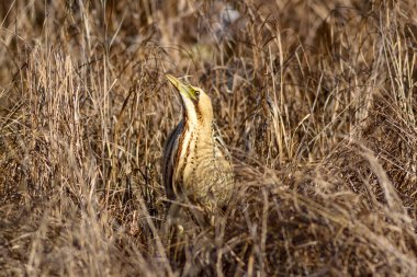 Doğa ve kuş. Kuş: Avrasya Bittern. Botaurus stellaris. Sarı kahverengi habitat arka plan. 