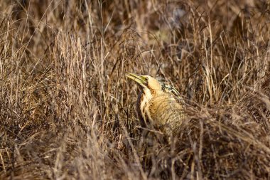 Doğa ve kuş. Kuş: Avrasya Bittern. Botaurus stellaris. Sarı kahverengi habitat arka plan. 