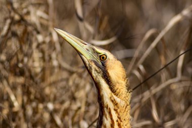 Doğa ve kuş. Kuş: Avrasya Bittern. Botaurus stellaris. Sarı kahverengi habitat arka plan. 