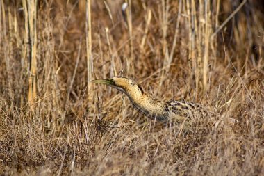 Doğa ve kuş. Kuş: Avrasya Bittern. Botaurus stellaris. Sarı kahverengi habitat arka plan. 