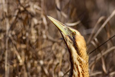 Doğa ve kuş. Kuş: Avrasya Bittern. Botaurus stellaris. Sarı kahverengi habitat arka plan. 