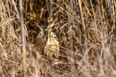 Doğa ve kuş. Kuş: Avrasya Bittern. Botaurus stellaris. Sarı kahverengi habitat arka plan. 
