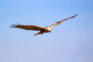 Uçan kuş. Yırtıcı kuş. Doğa arka planı. Kuş: Batı Bataklık Harrier. Sirk aeruginosus.