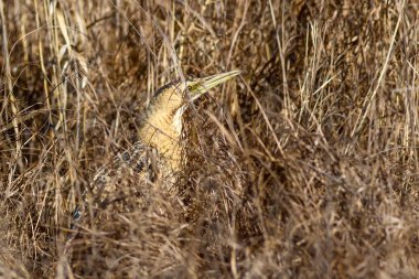 Doğa ve kuş. Kuş: Avrasya Bittern. Botaurus stellaris. Sarı kahverengi habitat arka plan. 