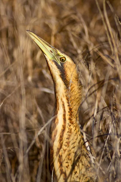 自然と鳥鳥 ユーラシア ビターン ボタウルス ステラリス黄色茶色の生息地の背景 — ストック写真