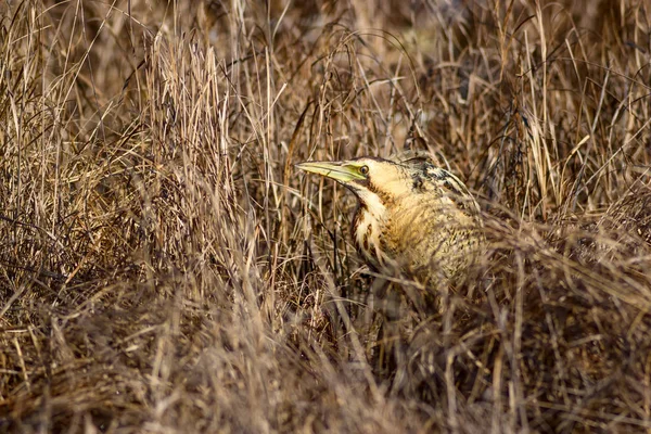 自然と鳥鳥 ユーラシア ビターン ボタウルス ステラリス黄色茶色の生息地の背景 — ストック写真
