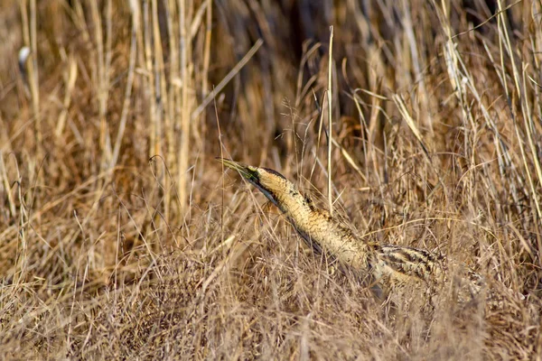 Nature Bird Bird Eurasian Bittern Botaurus Stellaris Yellow Brown Habitat — Stock Photo, Image