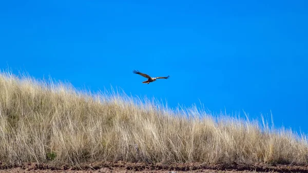 Fliegender Vogel Greifvogel Natur Hintergrund Vogel Rohrweihe Circus Aeruginosus — Stockfoto