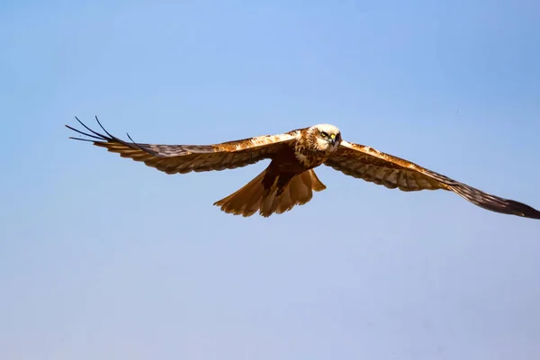 Flying bird. Bird of prey. Nature background. Bird: Western Marsh Harrier. Circus aeruginosus.