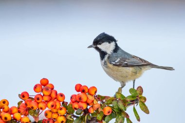 Sevimli kuş. Beyaz kar arka planı. Kuş: kömür Tit. Periparus suyu. Bitki: Pyracantha coccinea Scarlet ateş diken