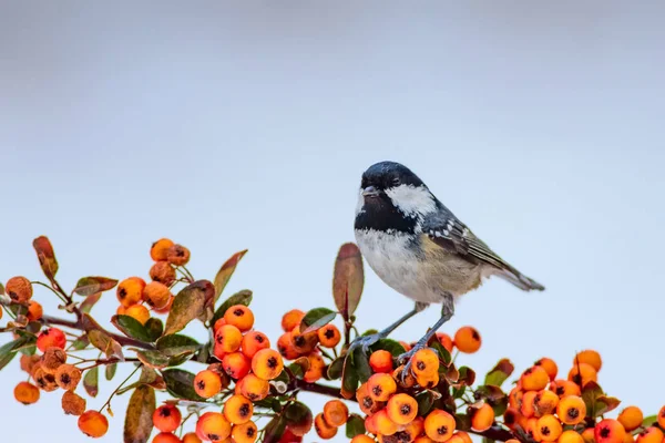 Lindo Pájaro Fondo Naturaleza Invierno Ankara Turquía Pájaro Teta Carbón —  Fotos de Stock