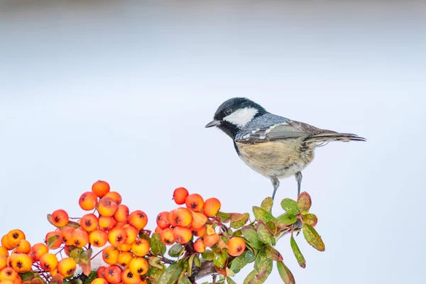 Lindo Pájaro Fondo Naturaleza Invierno Ankara Turquía Pájaro Teta Carbón —  Fotos de Stock