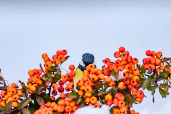Bell Uccello Bianco Sfondo Invernale Bird Great Tit Parus Major — Foto Stock