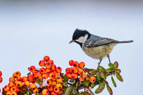 Cute bird. White snow background. Bird: Coal Tit. Periparus ater. Plant: Pyracantha coccinea Scarlet firethorn