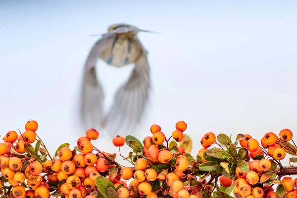 Lindo Pájaro Invierno Fondo Nieve Blanca —  Fotos de Stock