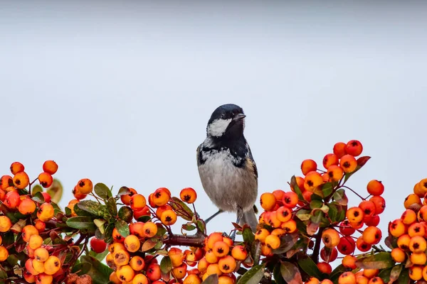 Cute bird. White snow background. Bird: Coal Tit. Periparus ater. Plant: Pyracantha coccinea Scarlet firethorn