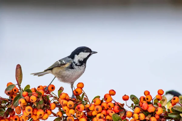 Cute bird. White snow background. Bird: Coal Tit. Periparus ater. Plant: Pyracantha coccinea Scarlet firethorn