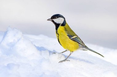 Sevimli kuş. Beyaz kış arka planı. Kuş: Büyük Tit. Parus majör.