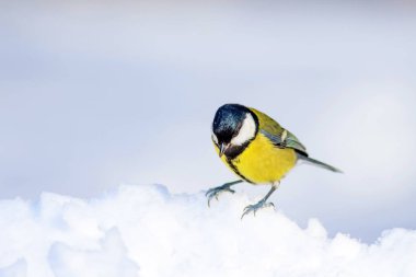 Sevimli kuş. Beyaz kış arka planı. Kuş: Büyük Tit. Parus majör.