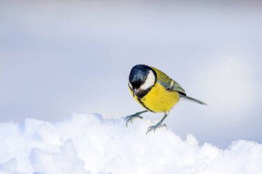 Sevimli kuş. Beyaz kış arka planı. Kuş: Büyük Tit. Parus majör.