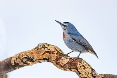 Sevimli kuş. Beyaz kar arka plan. Kuş: Krpers Sıvacı kuşu. Sitta krueperi